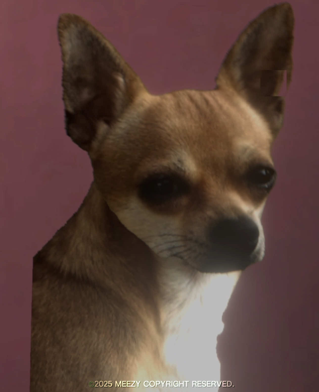 Yo quiero TacoBell #fyp #edit #viral #goviral #tacobell #chihuahua #funny 