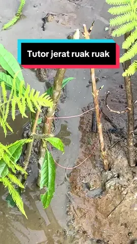 Membalas @@rama000002 Tutorial jerat burung ruak-ruak, simpel dan gampang dicoba!#CapCut #ngebolang #petualangan #jeratburung #ruakruak#fyp 