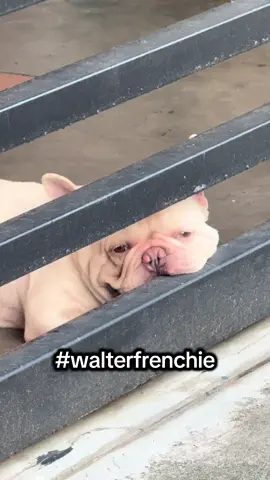 #walterfrenchie #frenchbulldog #frenchie 