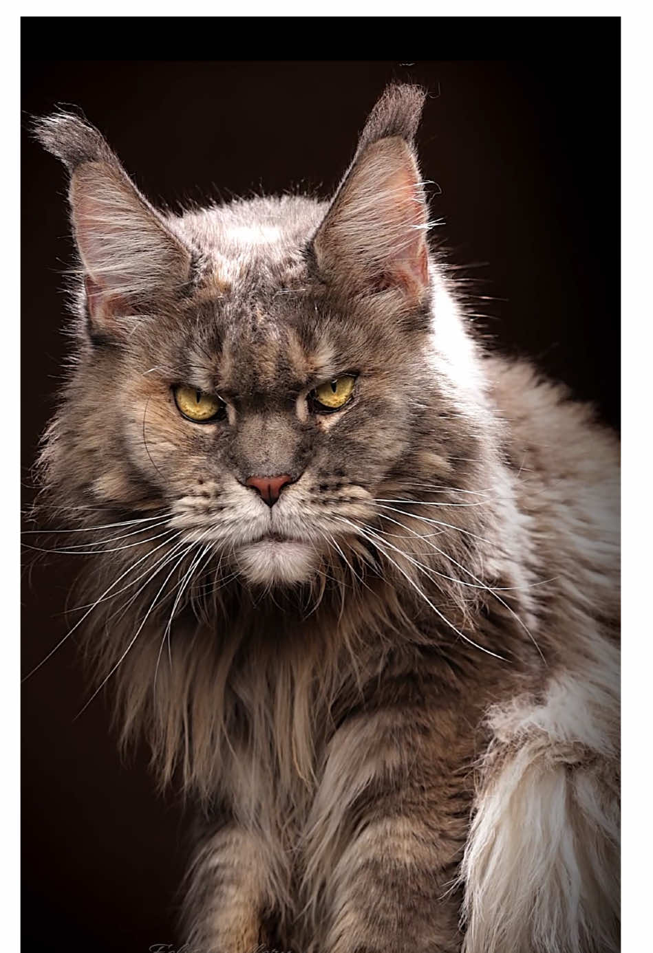 I see you. #mainecoon #cat 