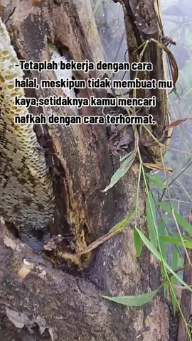 fypp#fyppppppppppppppppppppppp #pencarimadu#madulebahhutanliar🍯🐝#pejuangnafkah 