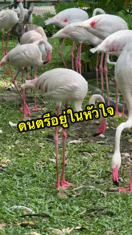 โยกปายยยย วัยรุ่น #จีบแฟนอีกรอบ #ขึ้นฟีดเถอะ #สายย่อ #โดฟลาแดนซ์เซอร์ 