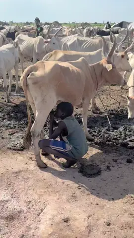Watch this incredible moment as a Dinka boy shows a traditional way of survival! Milking Straight from the cow to the mouth, this is a true testament to cultural practices and a deep connection with nature. #Dinka #SouthSudan #tiangsafaris #CattleCulture #TraditionalLife #Authentic #Milking #Cow #TribalLife #AfricanCulture @Amach🤎  @Ajah Majok 🤍🥀  @Prossygirl  @Abako 🪐 