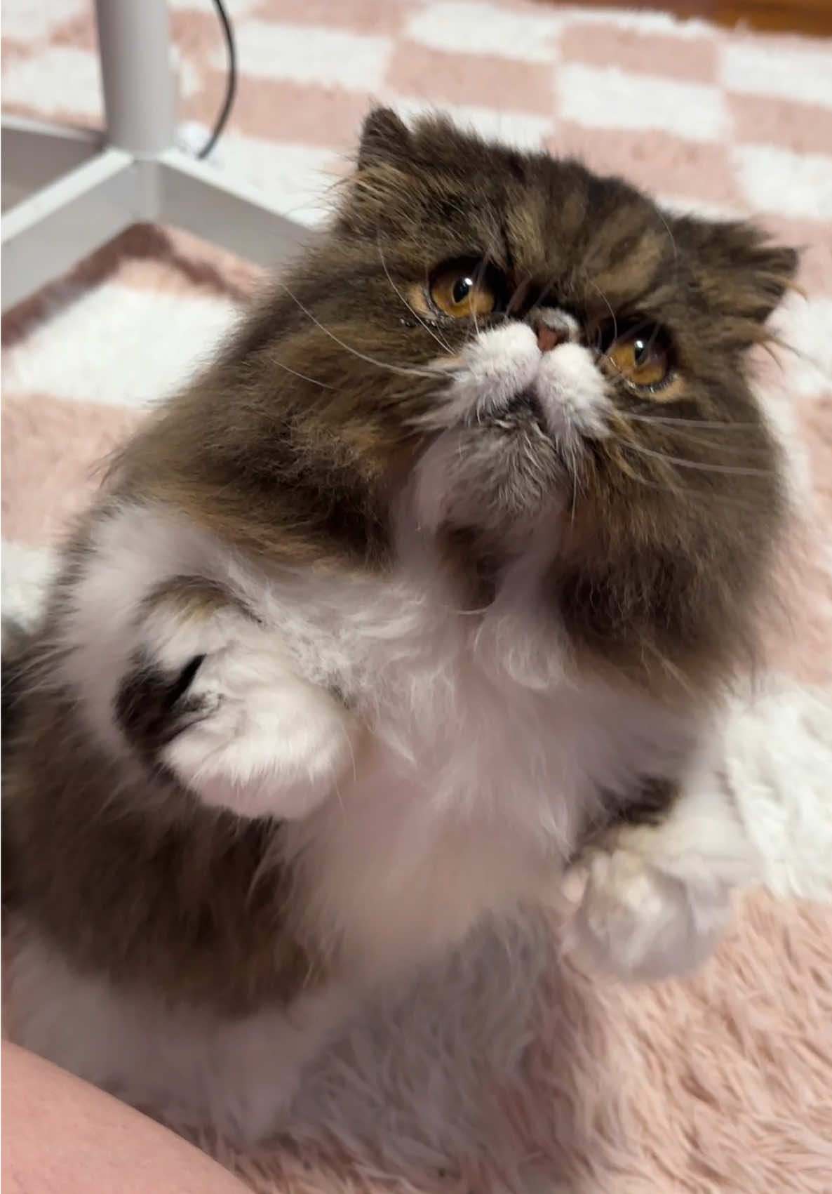 4am trick training because what else do crazy cat ladies do? 🤣  Training was easier before 5 cats and when I go one by one in a room, they cry because they all want it at the same time 🥲 2/5 are bathed as it’s bath week. You can tell who needs a groom #cattricks #cattraining #persiancats #fluffycats #catmom #fluffycat 