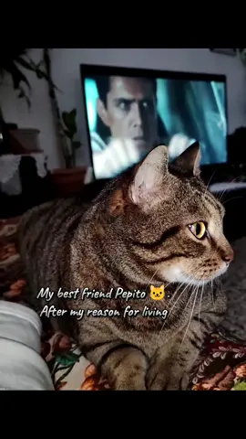 #pepitocat #natura #mycat #muzikadoshpetojeboten #homestudio 