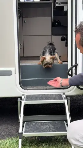 🐶 Dare to come out of the camper🫶 #tommie #campinglife #camper #camping #yorkie 