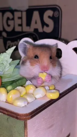 🥹❤️🥰 #fypシ゚  #hamster_team🐹  #hamter🐹 