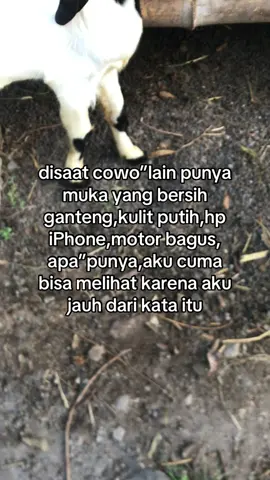 😮‍💨#peternakkambing #peternakmuda #berkahpawonnyai #tulungagung #xyzbca #fyp 