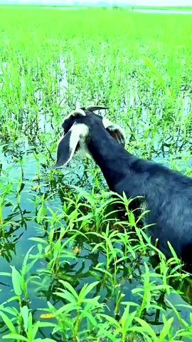 গ্রামের বাস্তব চিত্র, পানির মধ্যে ছাগলের দৃশ্য #beautiful #foryou #vairal #shorts #tending #reels #video #Amazing 