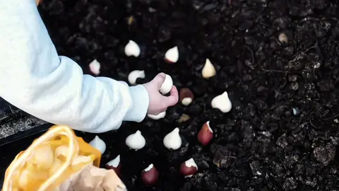Mùa hoa tulip sắp tới ròi, xin mọi người một ít kinh nghiệm trồng hoa tulip thành công với ạ.🌷#tulip 