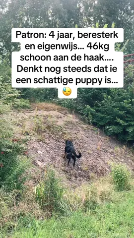 Onze Patron… 🐶🦴🐶🦴 Komende week weten we of die bij z’n baasje mag blijven.  Hopelijk wel…. Dan hoeft ie niet herplaatst te worden. ❤️ Duimen jullie mee…? 🫶🏾  #rottweilerlife #rottweilerfamily #rottiesoftiktok #rottielove #furrybaby #guarddogsoftiktok #playground 