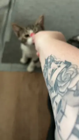 My cat begs for things like something out of a cartoon😂❤️ // Send photos of the cutest photo you have of your furry friend ❤️ #fyp #foryoupage #viral #trending #catsoftiktok 