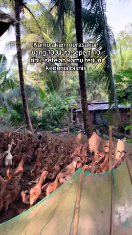 Benar tida bos🔥 #fy #peternakmuda #bebekpetelur #purworejo #kulonprogo 