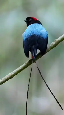 Manakin 🇧🇷 Tangará rabilongo 🇺🇸 Long tailed manakin 📕 Chiroxiphia linearis 🏠 América Central #tangararabilongo #longtailedmanakin #chiroxiphialinearis #bird #birdsoftiktok🦜 