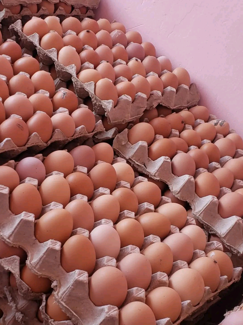 #contentcreator #contentgap #contentcreatorinsights #peas #greenpeas #minji #mbaazi #eggs #mayai #cereals #layers #kienyeji #kuku #harvesting #farm #farming #farmlife #honest #legaltiktok #legit #legitseller #trustworthy #cheap #affordable #best #wholesale #wholesalers #redonion #kitunguu #waruu #waru #viazi #potatoes #irishpotatoes #fruits #garlic #saumu #kuku #fresh #kitui #kisasi #mutomo #kibwezi #makindu #wote #makueni #machakos #nairobi #kiambu #kikuyu #meru #embu #kutus #kerugoya #nyeri #karatina #nkubu #narok #naivasha #eldoret #kisii #kisumu #bondo #homabay #western #eastern #northern #kenya #nearme #forsale #foryoupage #mombasa #lamu #kilifi #mwembetayari #malindi #diani #voi #taita #delivery #dry #runyejes #matuu #thika #marikiti #marikitimarket #mtkenya #garissa #wajir #narok #mandera #eastleigh #kangemi #utawala #ngong #athiriver #langata #masii #tala #kanyonyoo #emali #busia #uganda #tanzania #eastafrica 