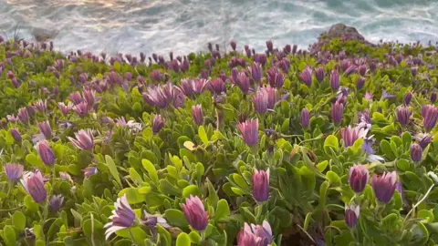 serene flowers #iris #pastelghost #ocean #flowers #aesthetic #sunset #music