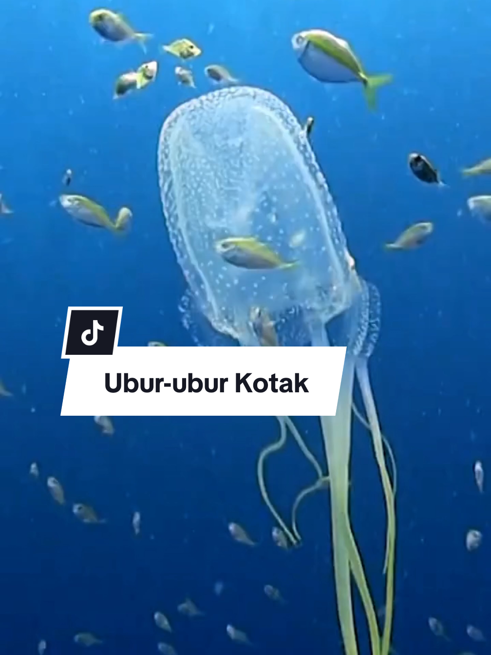 Ubur-ubur Kotak #uburubur #aquariumlaut #ikan #aquarium #aquariumhobby #ikanhiasairlaut #uburuburkotak 
