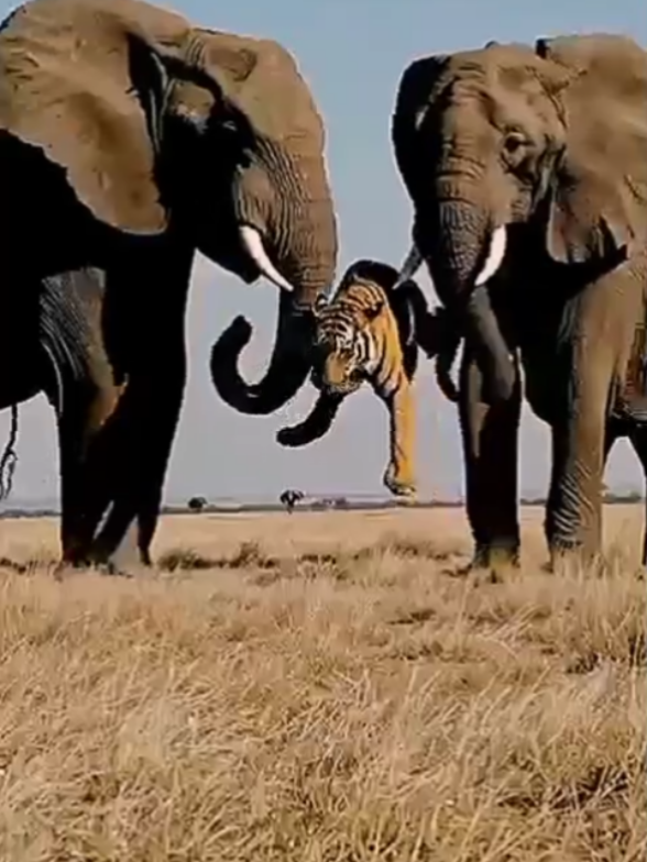 #wildanimals #wildlife  #fouryou #foryou #fyb 