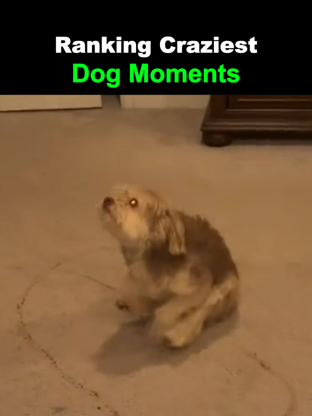 Ranking Funniest Dog Moments 🐶 #dog #funny #ranking #viral #fyp