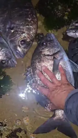 ❤️شريغوات زوينين مع الاحباب❤️