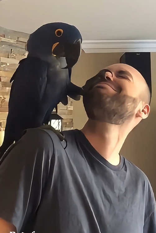 Get a parrot they said 🦜😂#parrot #parrotsoftiktok #parrotlove #funnyparrot #parrotlife #funnyvideos #foryou #fyp 