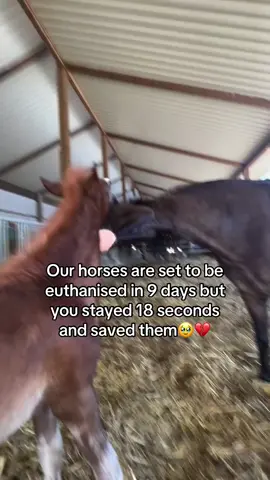 Every kind comment would mean a world to me #horses #shelter #sanctuary #animalsoftiktok #horsefarm #savehorses #horselovers 