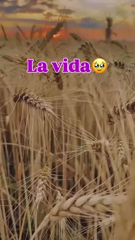 Cizaña 