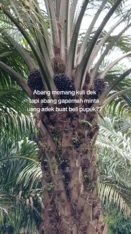 🤭😭😭#petaniindonesia🇮🇩🇮🇩🇮🇩🌿🌿 #fypシ 