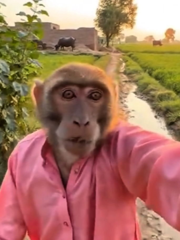 Tag Shani 🤣🤣🤪 please tiktok dont under review my video #rain #karachi #karachiboy #pleasetiktokdontunderviewmyvideo #pleasetiktokteamviralvideo💯 #familyvlog #familyvloggers #familyvlogging #ve03 #pakistan #aivideo #monkey #village #lahore #lahore #desivlog #saiyaara #chacha #baba #ai #patwari @Funny Bandhar 