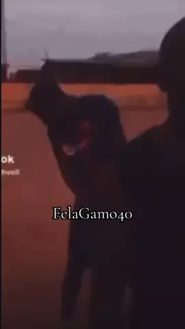 Happy Sunday😂 #felagamo #fyp #viralvideos 