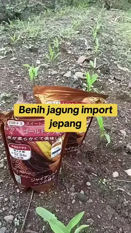 #benihjagung #jagungimport #benihjagunghibrida #benihjagungjepang #promoseruweekend #gajiansale #promoguncang88 #murahnikmatlezat #jumathemat #AffiliateLinkTikTok #belilokal #high #lagimurah #promomakangajian 