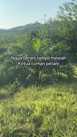 #storysawit🌴🌴 #sawitontiktok #bosmuda #storysawit #sawitbalap #fyp #tiktokpelitfyp #petanimuda #petanimudasukses #petanisawit #sawitindonesia #fypシ゚ 