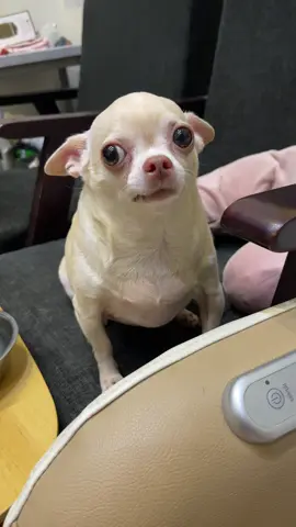 Cầm lấy con choá này và cầm tôi luôn #trending #ebechoco #xuhuong #pet #viral #chihuahua #fyp 