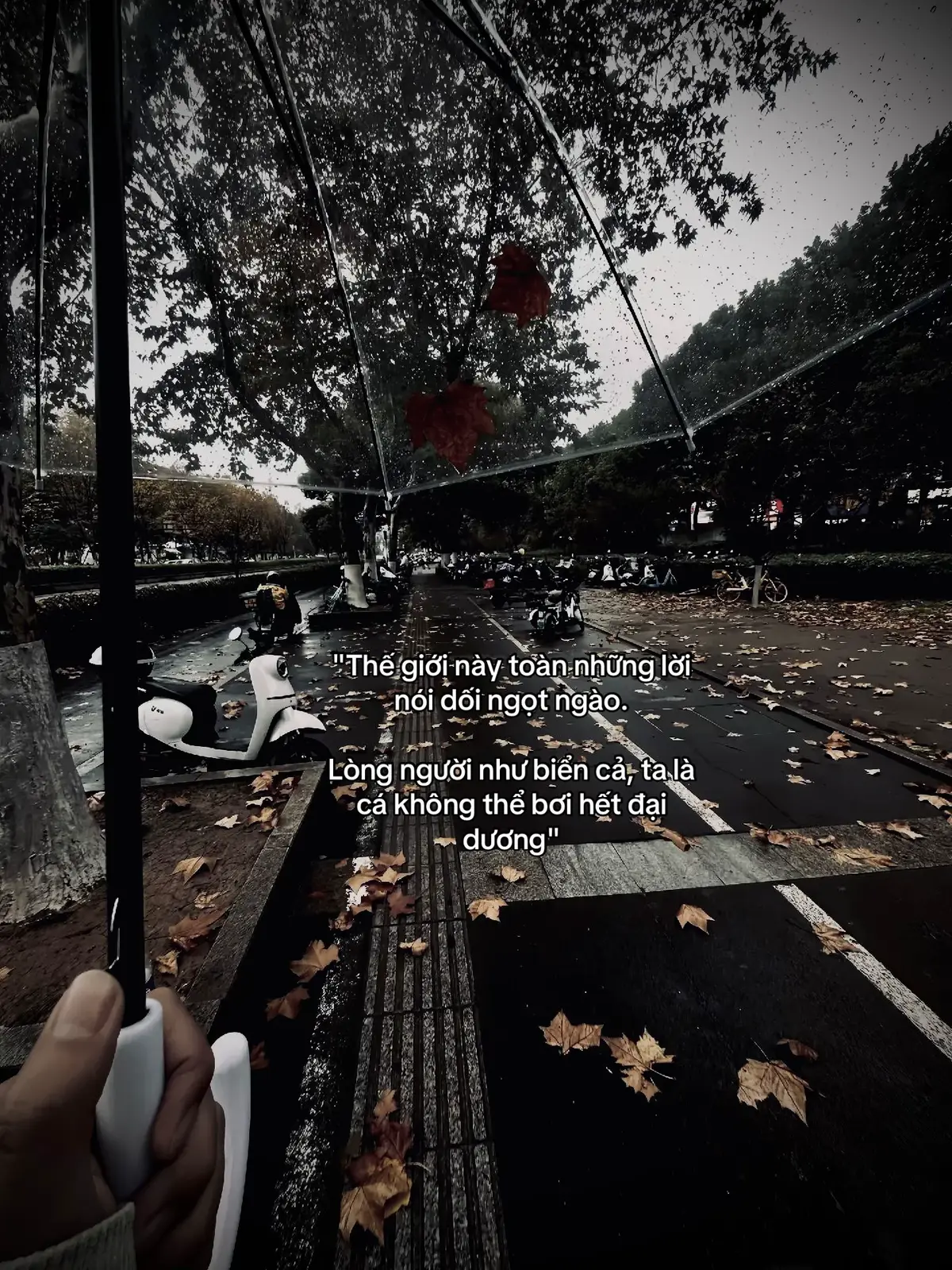“这个世界充满了甜蜜的谎言。 人心如大海，我是一条 游不过大海的鱼。”#tanh08_ #tamtrang #story #sttdoi 