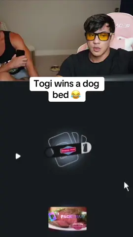 Togi wins a dog bed 😂 #kickstreaming 