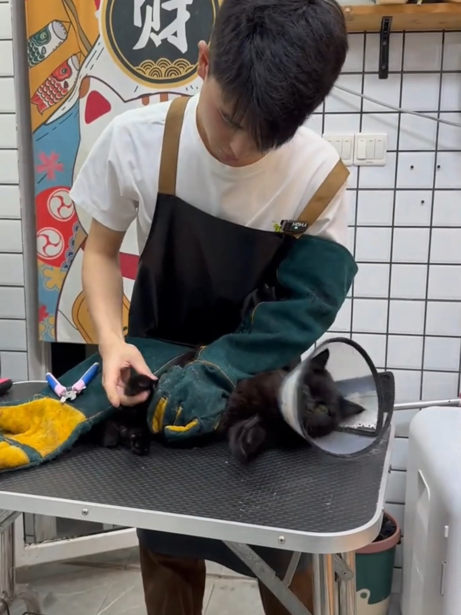 “World’s Angriest Cat vs Groomer – Who Wins?” #AngryCat #CatGrooming #ExtremeGrooming #PetCare #CatAttack #FurryFury #CatBathTime #GroomerLife #AggressiveCat #CatTransformation #MeowMadness #BeforeAndAfterPet #FluffyFury #PetTok 