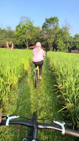 Kameraman kali tidak sesuai prediksi wkwkwk 😬😂 🧕🏻: bebi bisa ga?  🧑🏻‍🦱: bisa 🧕🏻: serem loh. waaaaaaaaaaa 🧑🏻‍🦱: *terjatuh sambil tertawa* Untung padi nya lagi tumbuh subur jd empuk kata pak suami wlaupun tersungkur. Maafkan suami ya pak petani klo padinya ketiban suami saya dari sepeda. Ku udh ingetin sblmnya buat udahan videonya sebelum turunan itu hikss. Tp alhamdulillah gak ada luka dan aman. 🙏🏼 