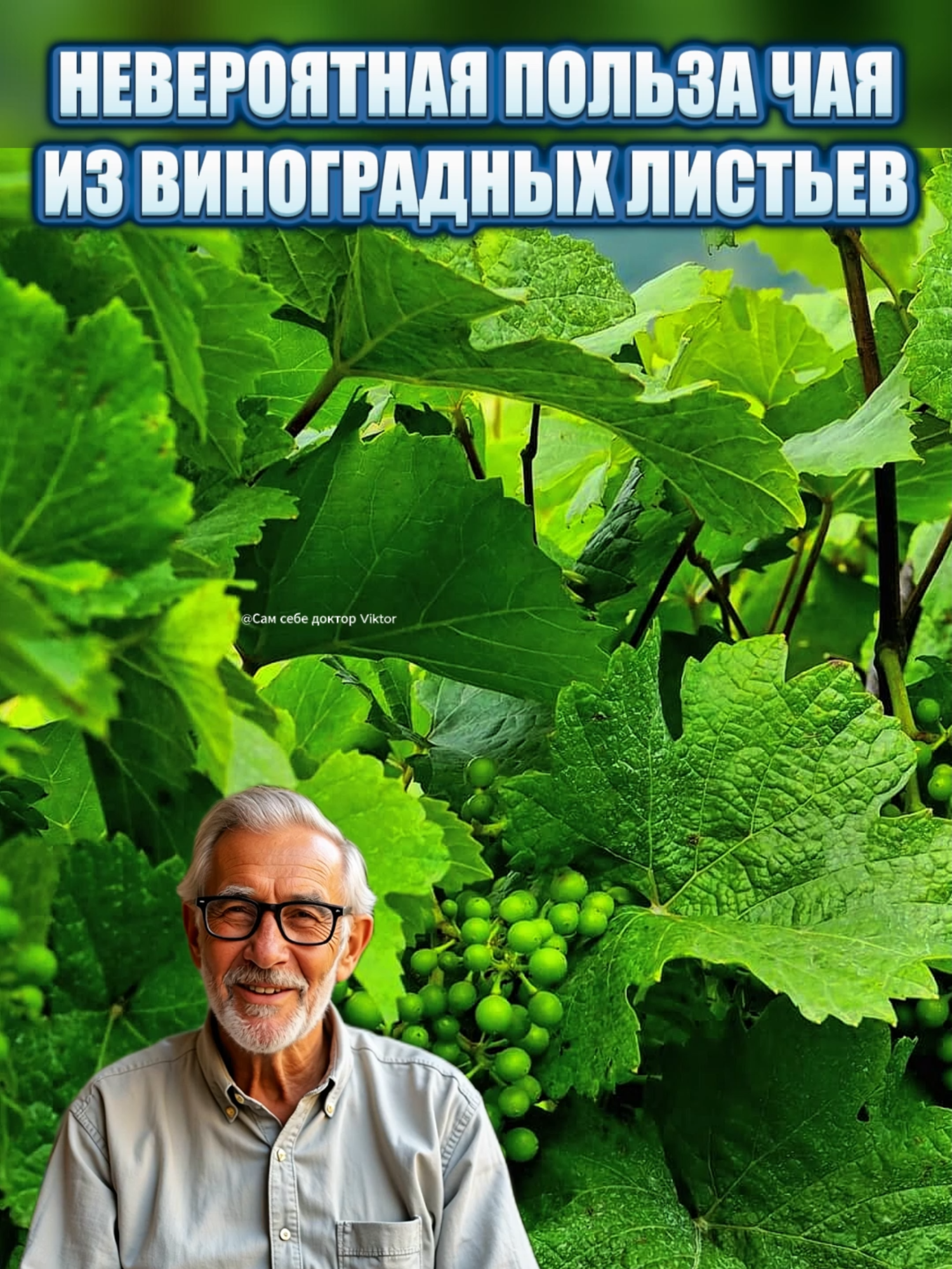 ЧАЙ С ВИНОГРАДНЫХ ЛИСТЬЕВ -НЕВЕРОЯТНАЯ ПОЛЬЗА#наронаямедицина #самсебедокторviktor #пользавиноградныхлистьев#чайвиноградныхлистеы   ВНИМАНИЕ! Видео носят  ИНФОРМАТИВНЫЙ  характер и не являются прямой инструкцией к действию        Прежде чем заняться самолечение по опубликованным рецептам посоветуйтесь с врачом!!!!