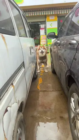 Dogs like to play hide-and-seek.#dog#funny#funnyanimals#funnypets#animals #dogsofttiktok #pet #foryou #longervideos
