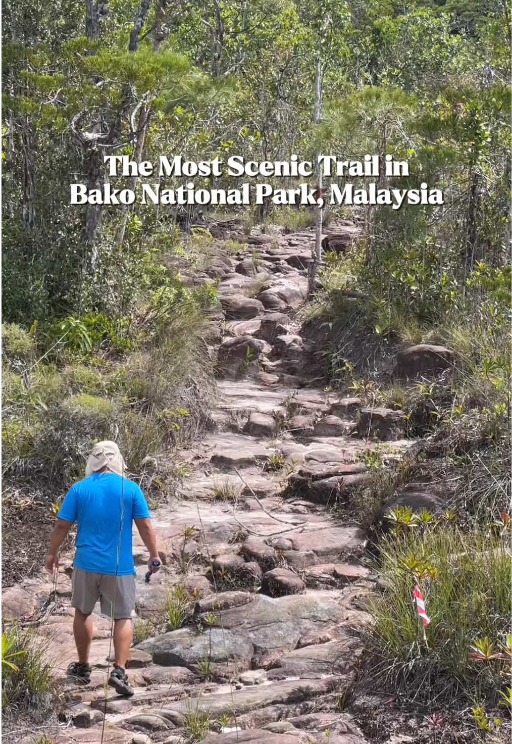 If you love hiking then don’t missed out Bako National Park ✨👀 #Hiking #hikingadventures #outdoor #outdoorsport #travel #nature #scenery #trail #walking 