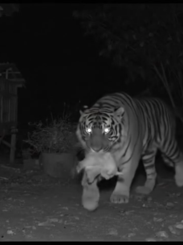 Terekam kamera cctv, macan sedang memangsa ternak warga #aiart #tiktok @videoai725 