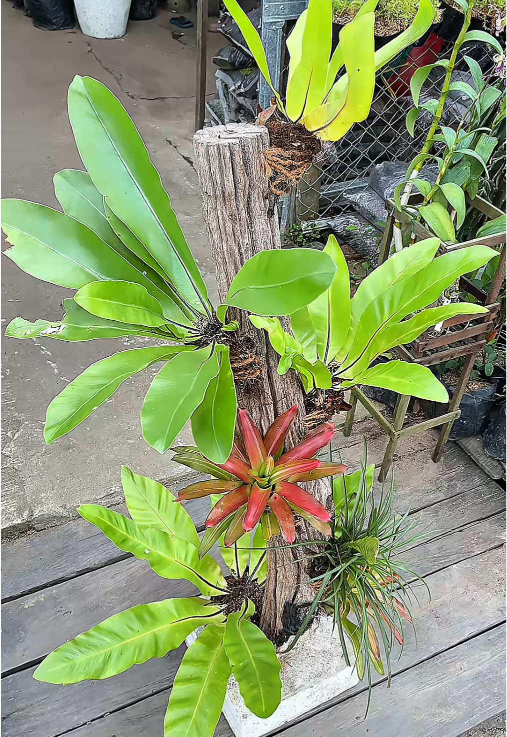masih belum bertuannn , silahkan di pinang , gaskannn diaa !!! 😍😍😍 #landscape #tropicalgarden #kadaka #tilandsia #bromelia #fosilulin #dekorasitaman 