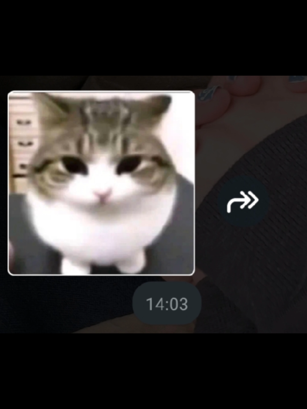 worshipping cats @Hyuf너  #catlover #cat #meow #ilovemybf #catz #kadse 