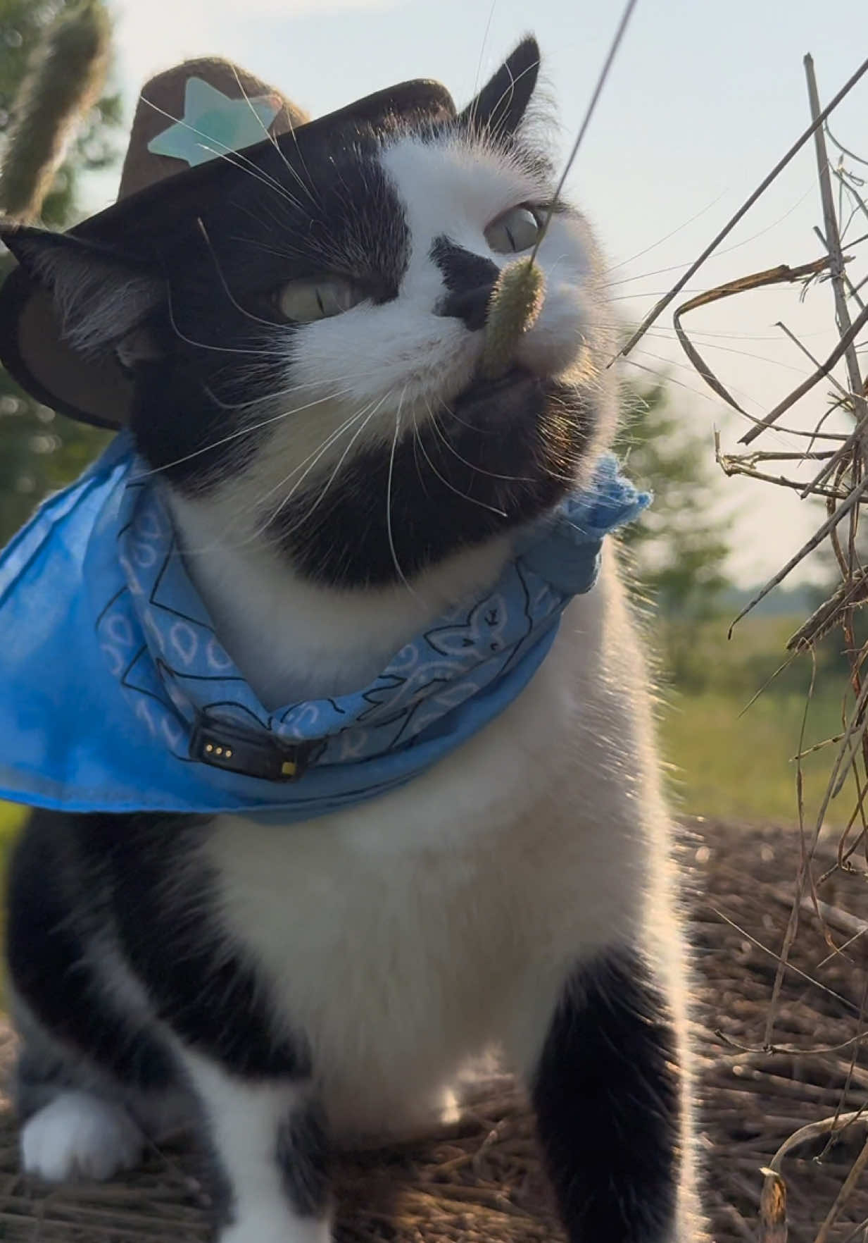 Meowdy purrtners. The inspector wasn’t ready to leave the woods, but he did quickly switch over to hay and field inspections when it was the task at hand 🧐  If you’re a fan of Jack Spicer’s kitty cat cowboy content please consider being a real cowpoke and subscribing to his Patreon linked in bio 😊 everything helps ❤️  #cat #cats #catlover #kittycat #catlife #cattok #funnycat #catmeow #catwalk #catsoftiktok #catwalks #cutecat #kitty #catlovers 