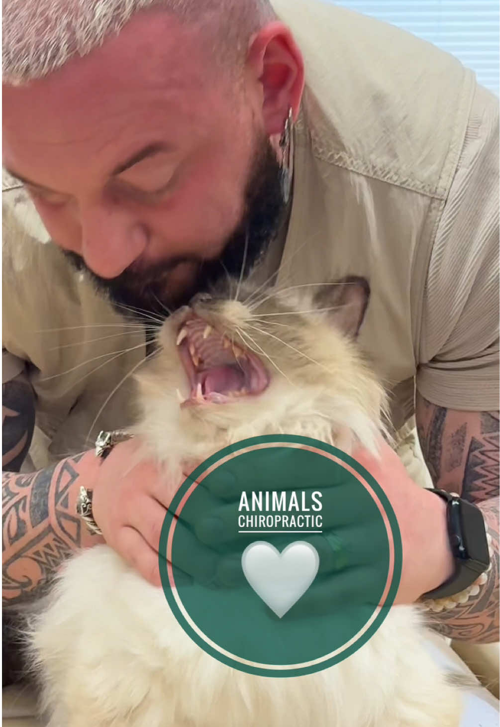 Cat with back pain 🥹🥹 • • • #foryou #asmr #animal #chiropractortiktok #türkiye #hundeauftiktok #hund #tiere #Love #animals #chiropractic 
