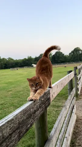 Lucky’s a multitasker. She’s making rounds before her evening hunting excursion and she’s practicing on the balance beam to ensure she has no problem qualifying for the 2028 summer games. #barncat #cat #lucky #la2028 #headofsecurity #huntress #olympics 