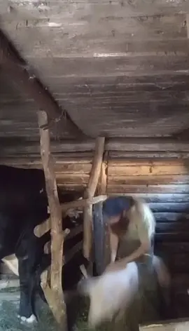 #іван #містермерседес #знахар #тігр 