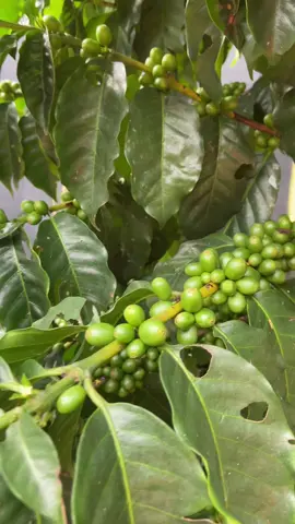 Coffee fruiting #coffee #plant #highlight #greenbeans #coffee #agriculture 