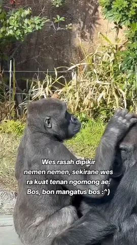 #fypp potong gaji ae bos😪#jowopride #katakata #sedih #puitekchanel #gorilla #fyp 