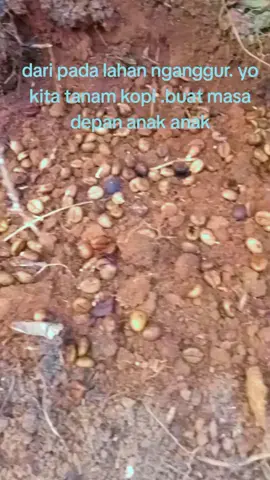 jajal kopi lacur bagio